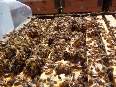 Пчёлки Тацинской пасеки Киреевых