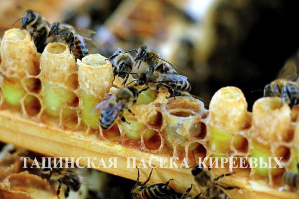 Пчелы кормилицы кладут маточное молочко в мисочку маточник