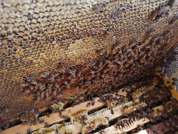 Пчёлы в улье