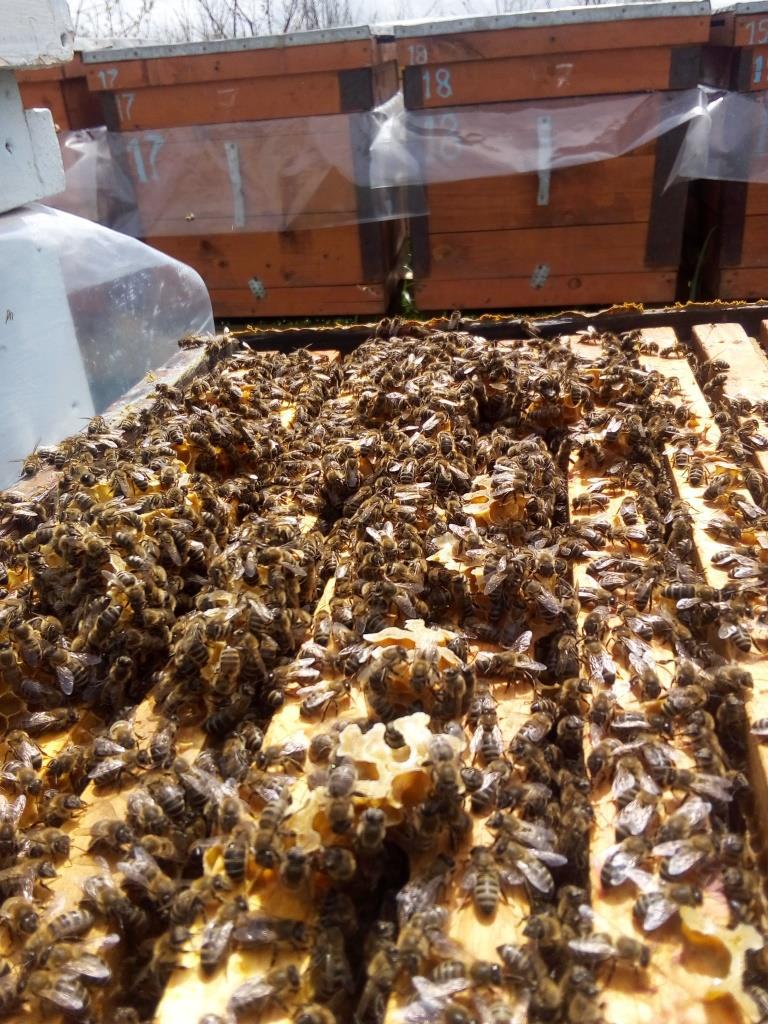 Пчёло-боджёлки  бушуют